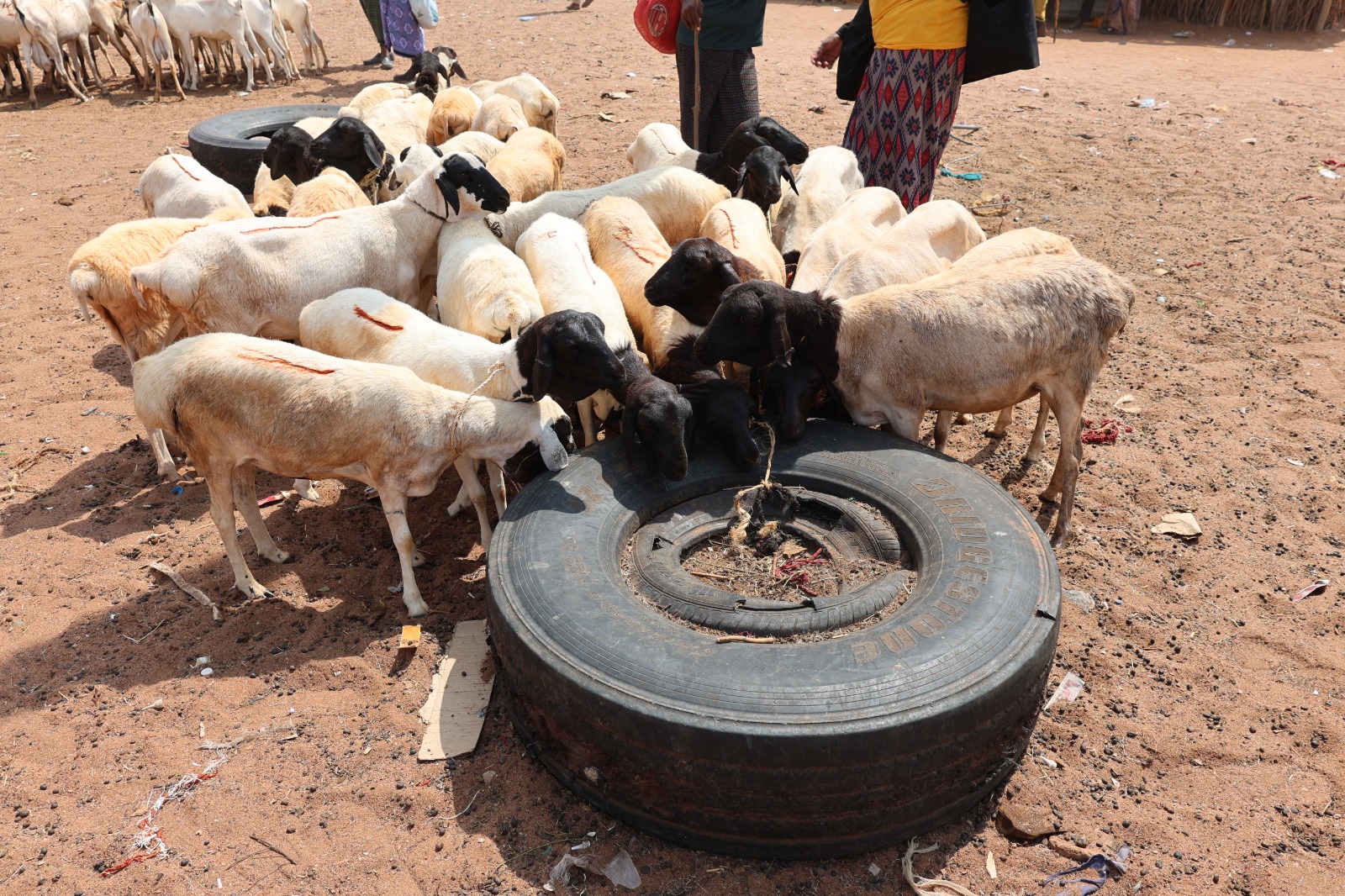 Drought cripples livestock sector