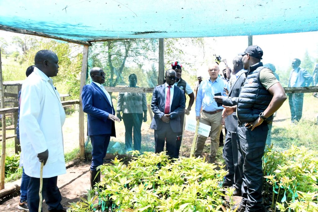 Conservation project in West Pokot raising 400,000 avocado seedlings