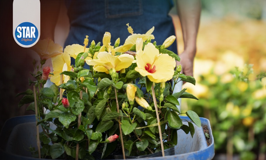 Kenya's top horticultural export markets: July - September 2025