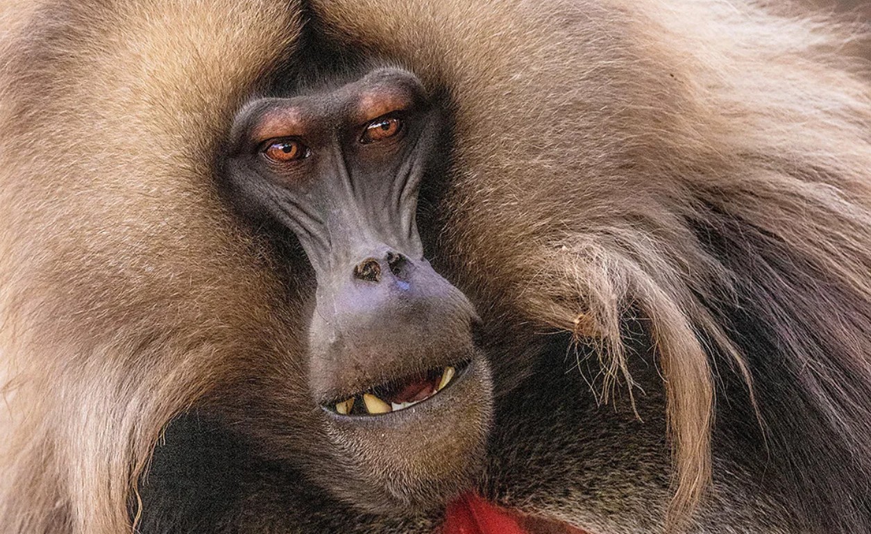 What animals can teach us about overcoming tyranny