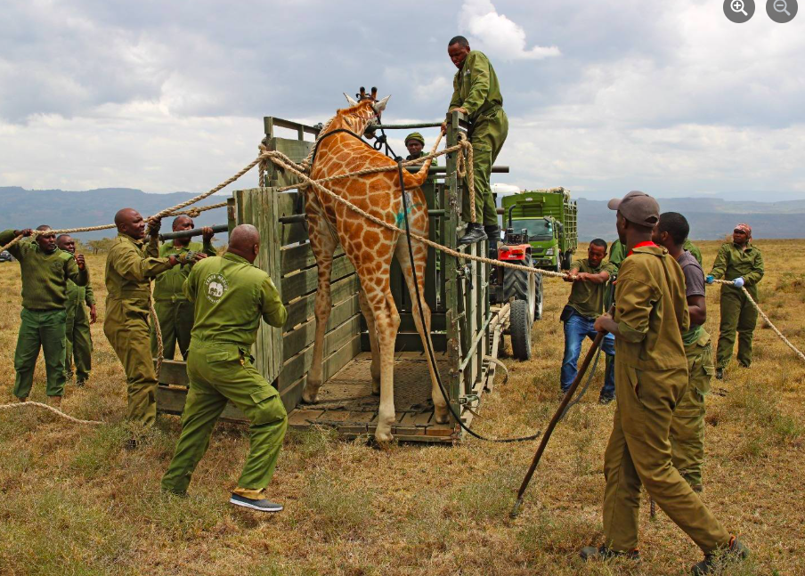 Three Rothschild's giraffes relocated to boost genetic diversity