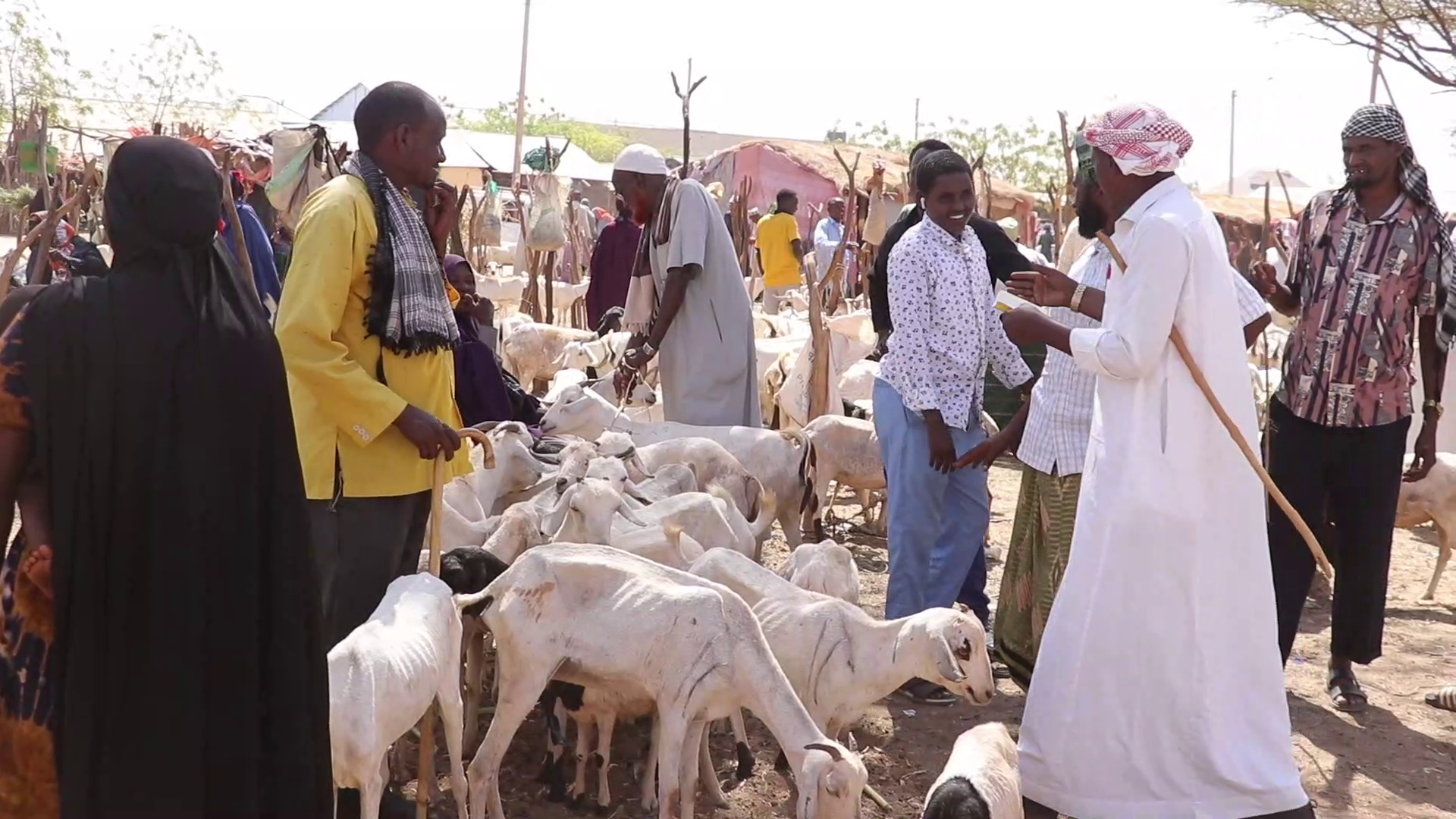 Drought drives Mandera malnutrition surge as livestock prices crash