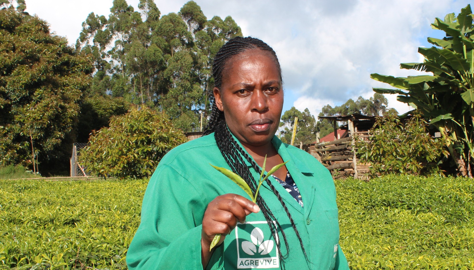 Tea factories decry high fertiliser subsidy arrears