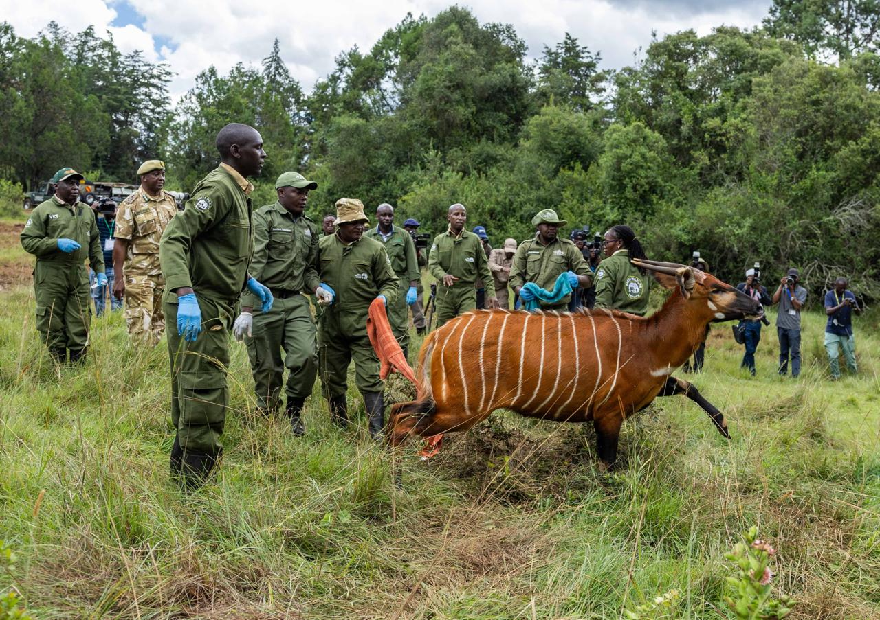 Satellite technology deployed to protect Mountain Bongo habitats