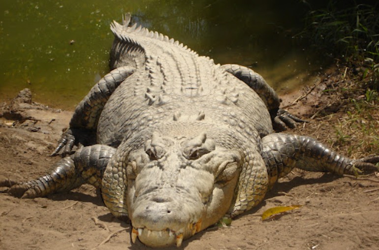 Crocodile kills man in Kendu Bay, Lake Victoria