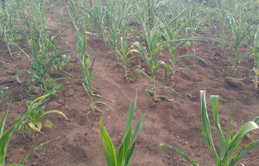 Failed rains leave thousands hungry and thirsty in Kitui