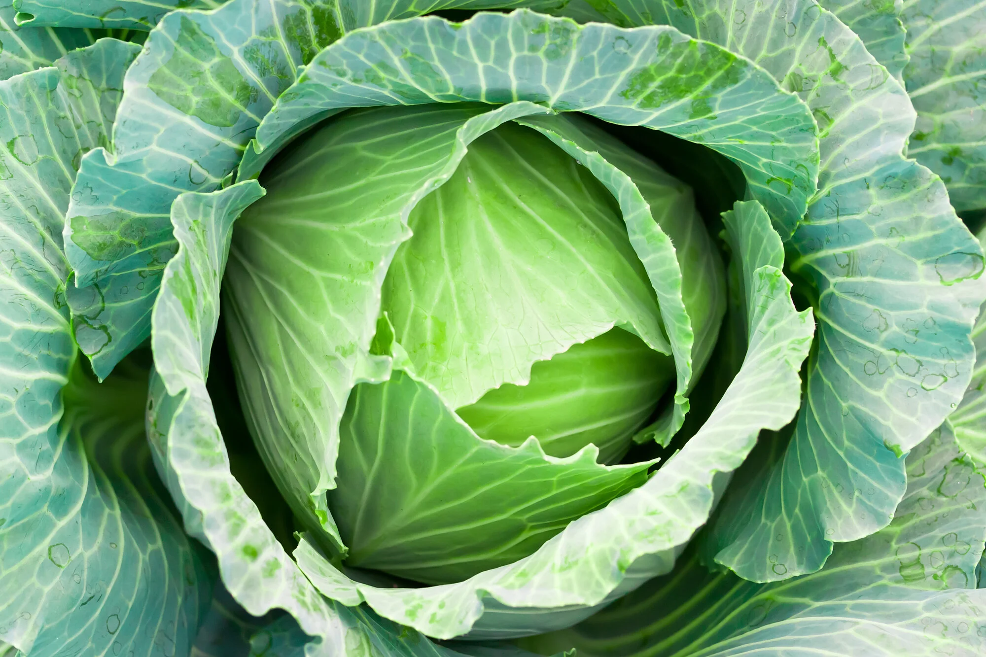 Green gold for Tinderet farmer as cabbage crop matures