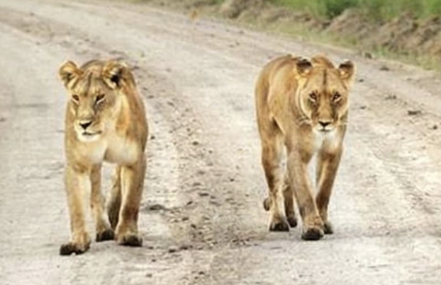 KWS: Two stray lionesses safely returned to park