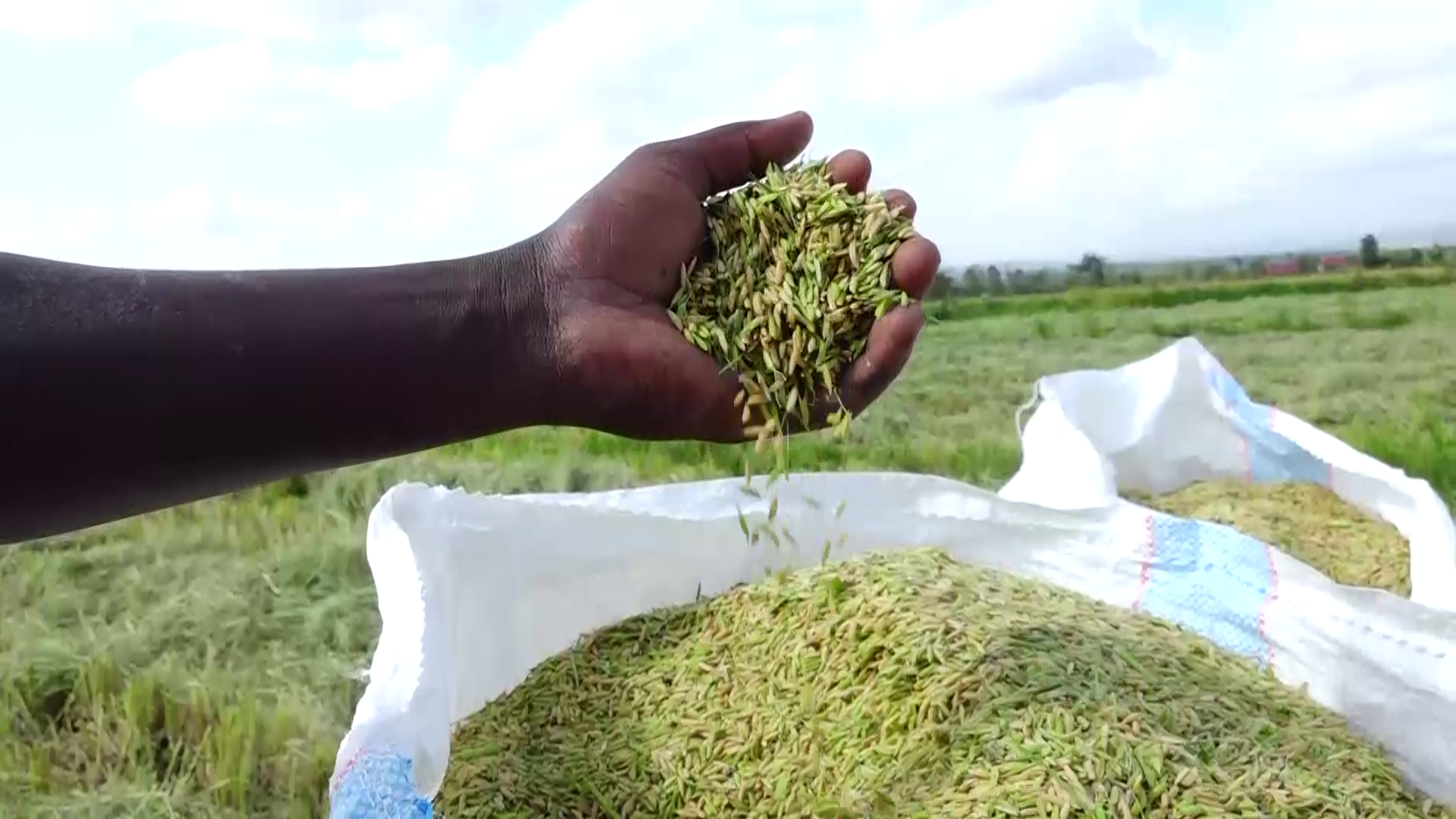 State confirms full uptake of local rice stocks