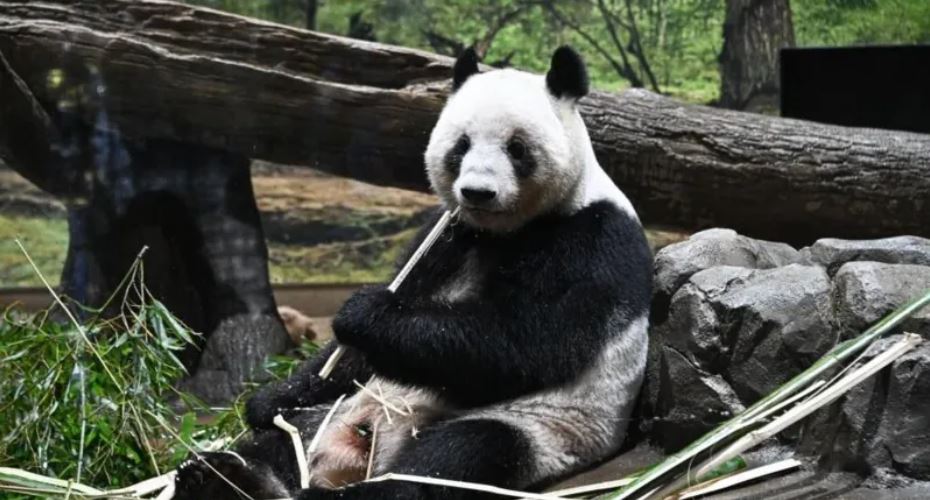 Japan returns pandas to China amid worsening ties
