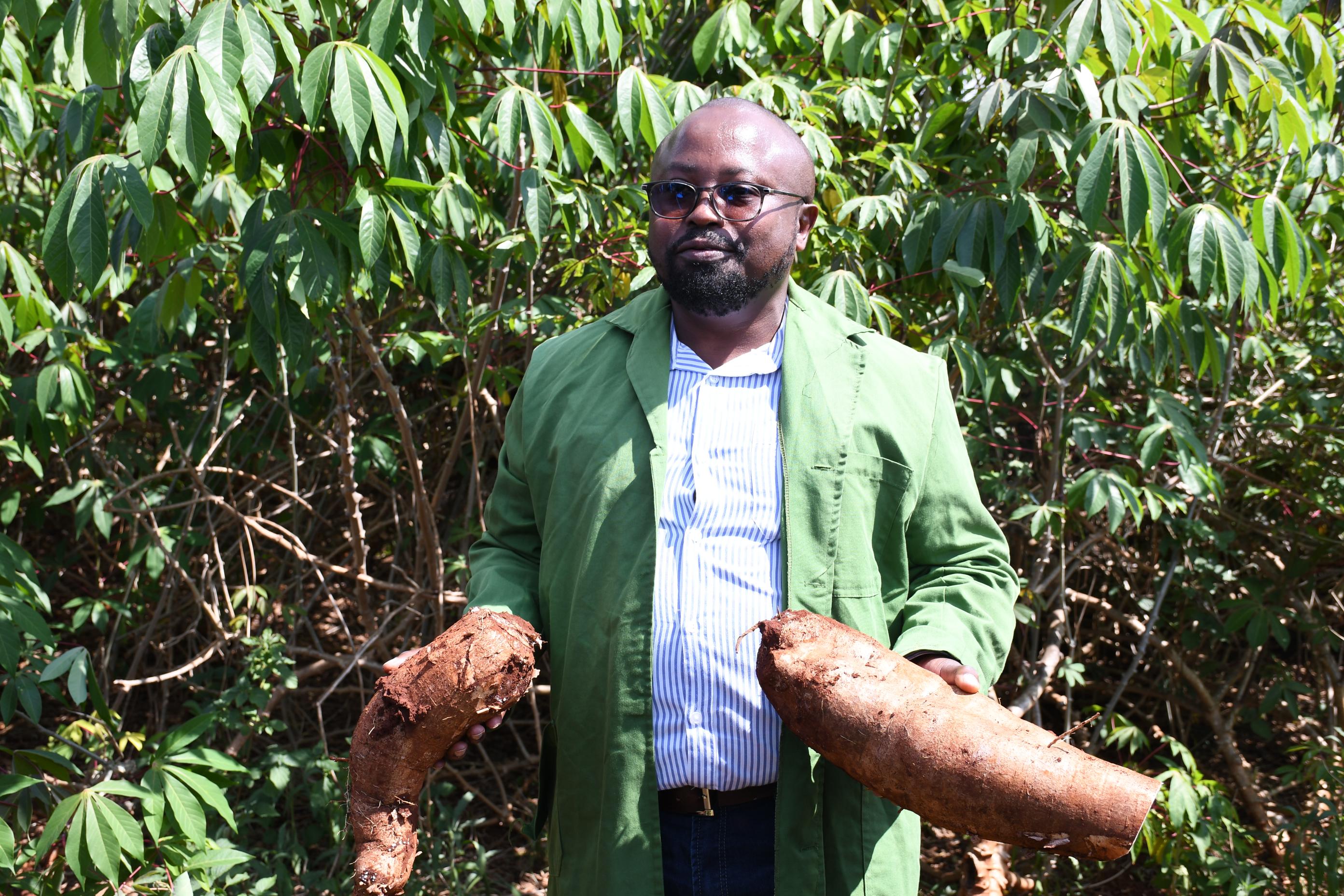 Agency clears disease-tolerant GM cassava for rollout after trial