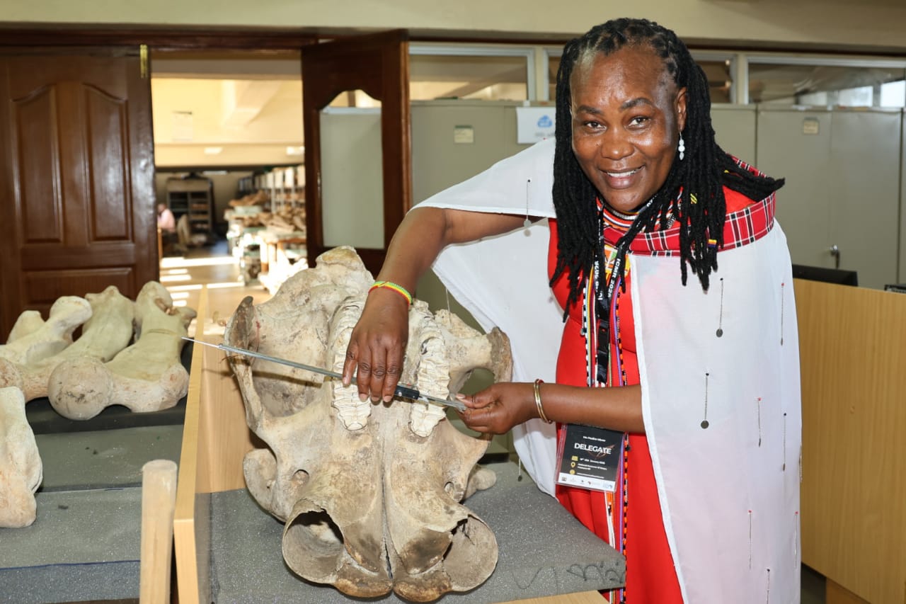 Experts meeting in Nairobi for conference on elephants and their evolution