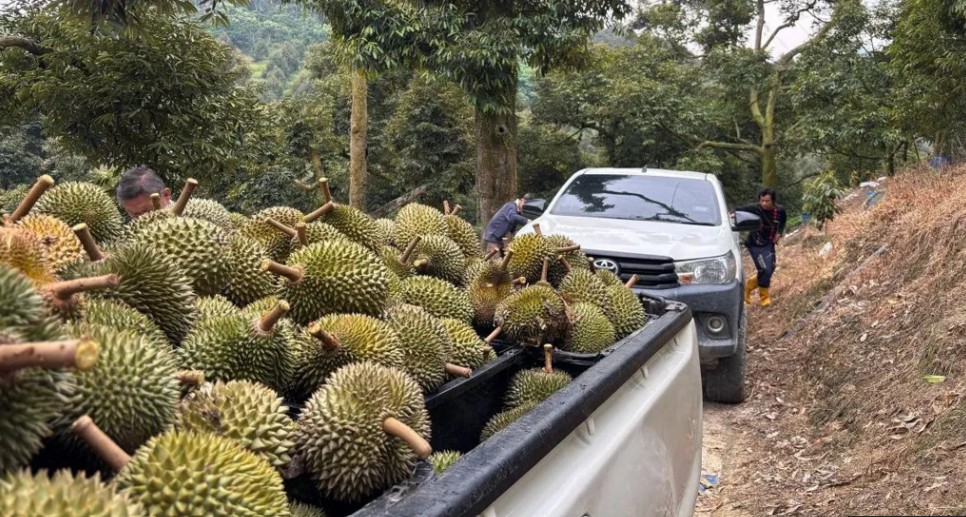 Luxury fruit cashing in on China's billion-dollar appetite