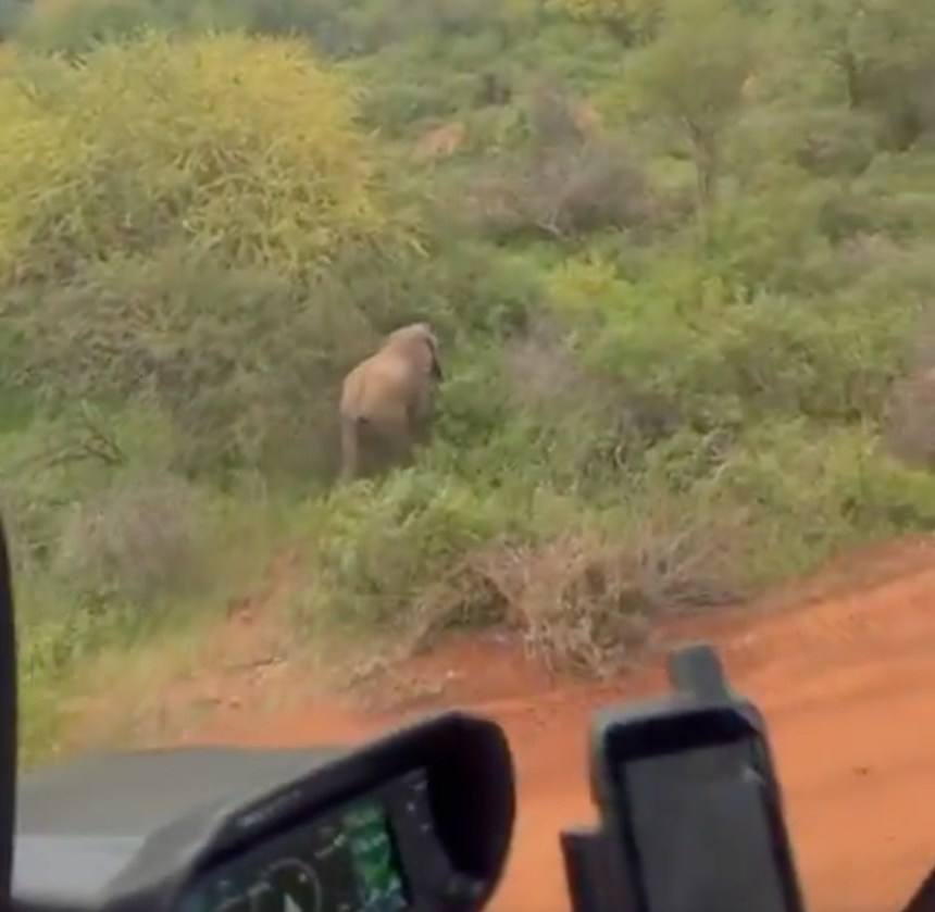 KWS moves 5 elephants from Lukenya University