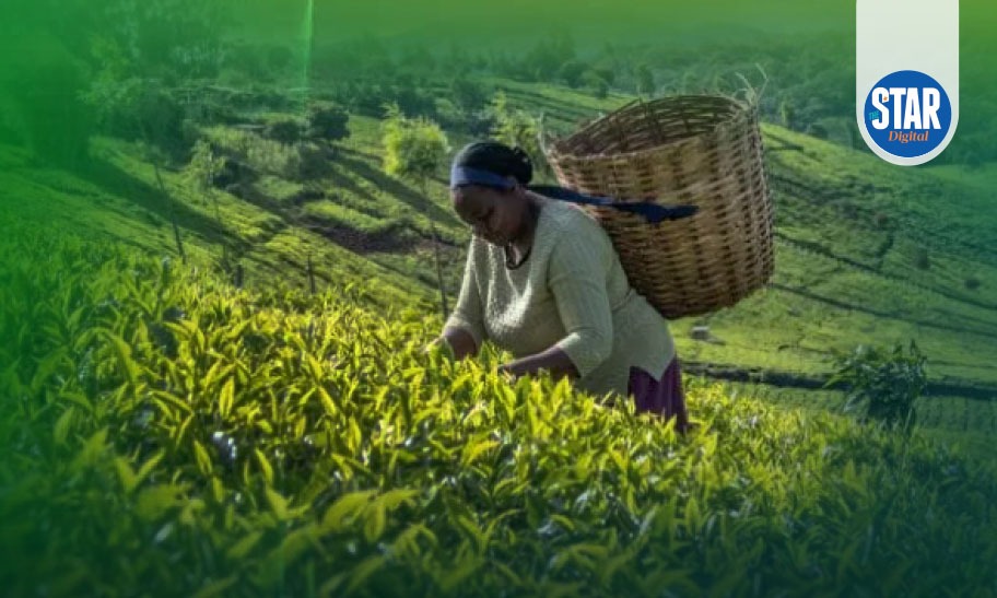 Kenya's tea exports (Sh bn)
