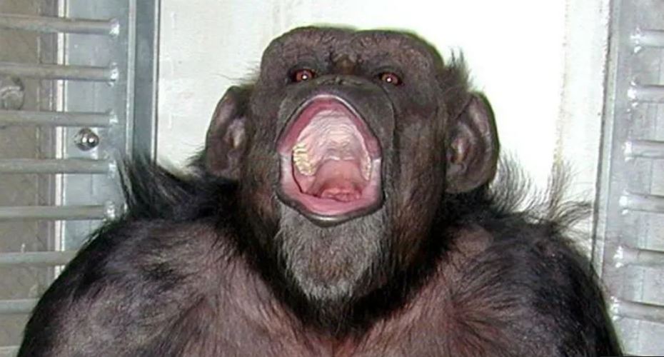 Chimpanzee who counted and painted, dies at 49