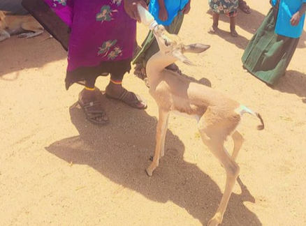 Marsabit villagers save orphaned Gerenuk calf