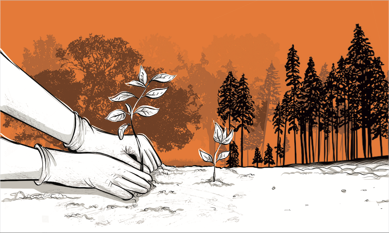 OPINION: Beyond tree planting: Integrated fight for Kenya’s botanical heritage