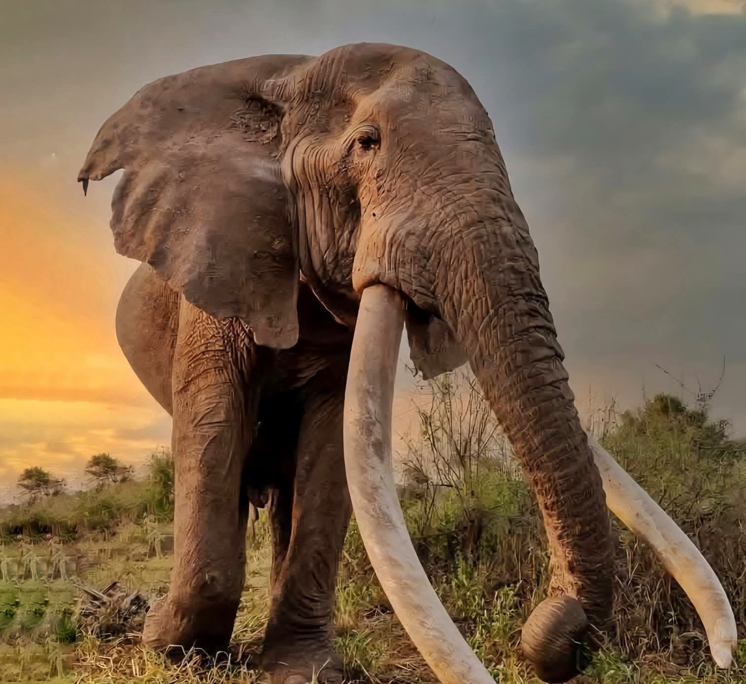 Legendary Amboseli Super Tusker Craig dies at 54