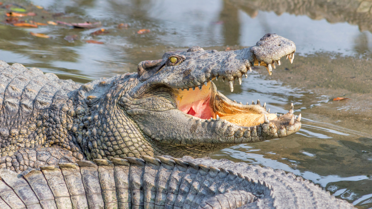 Wild animals attack, kill four in separate incidents