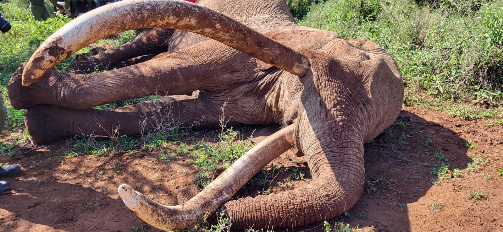 Legendary jumbo Craig to be preserved through Taxidermy