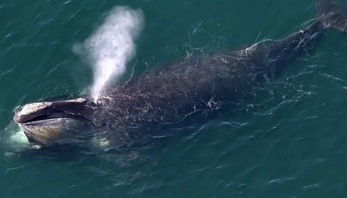 US sighting of rare whale first recorded off Donegal 'extrarordinary'