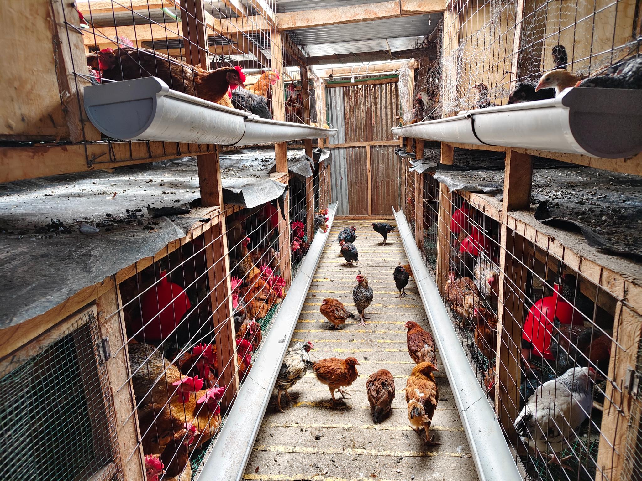 How mixed organic farming as transformed young farmer’s life in Murang’a