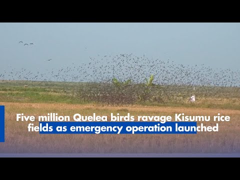 Five million Quelea birds ravage Kisumu rice fields as emergency operation launched