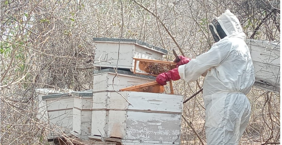 Sweet success as bees power economic revival in Tana Delta