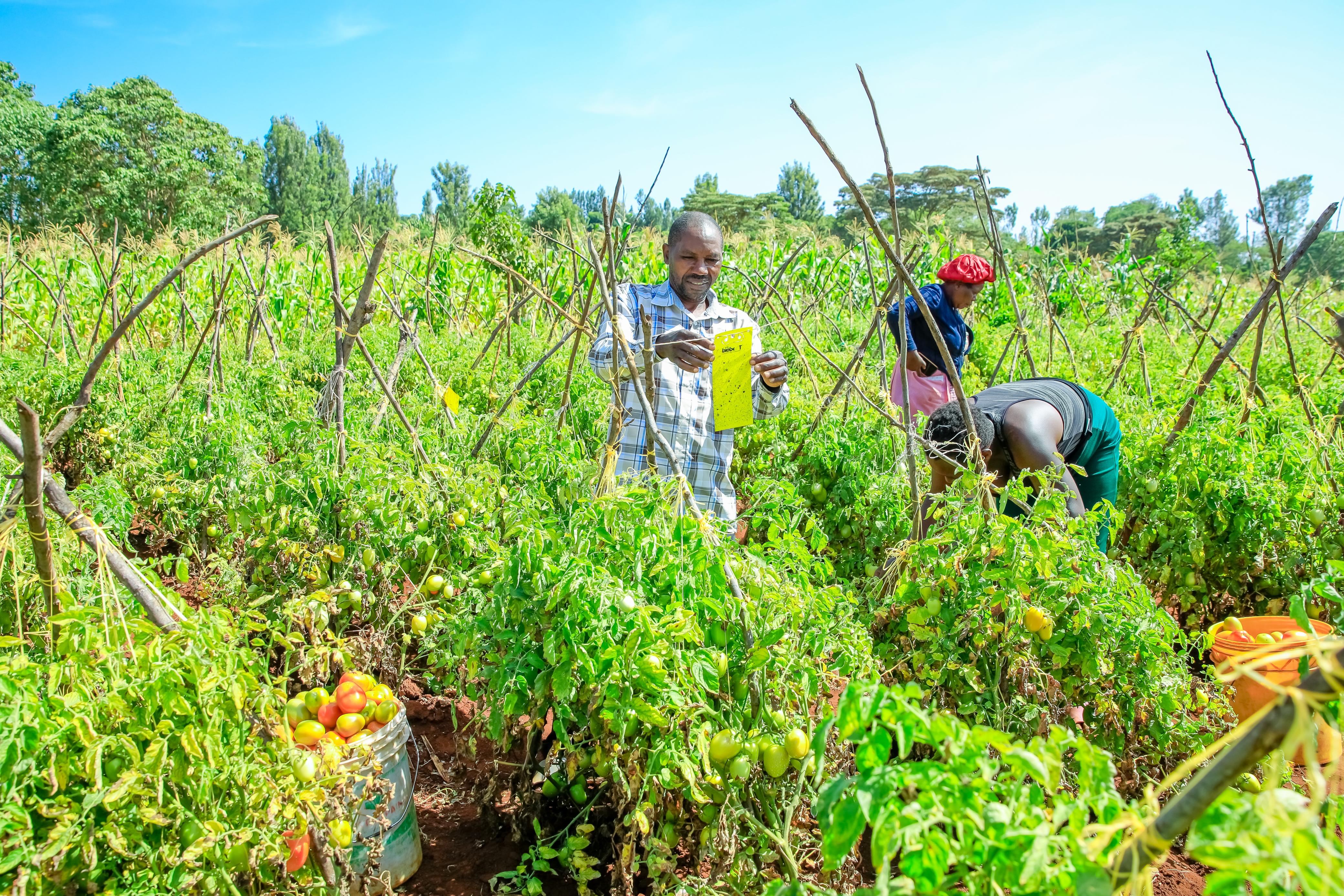 Kirinyaga tomato farmers turn to eco-friendly pests control methods