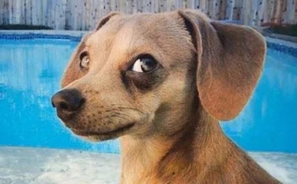 Understanding Nigeria’s Love for Dog Meat That Costs Up to Ksh 5K