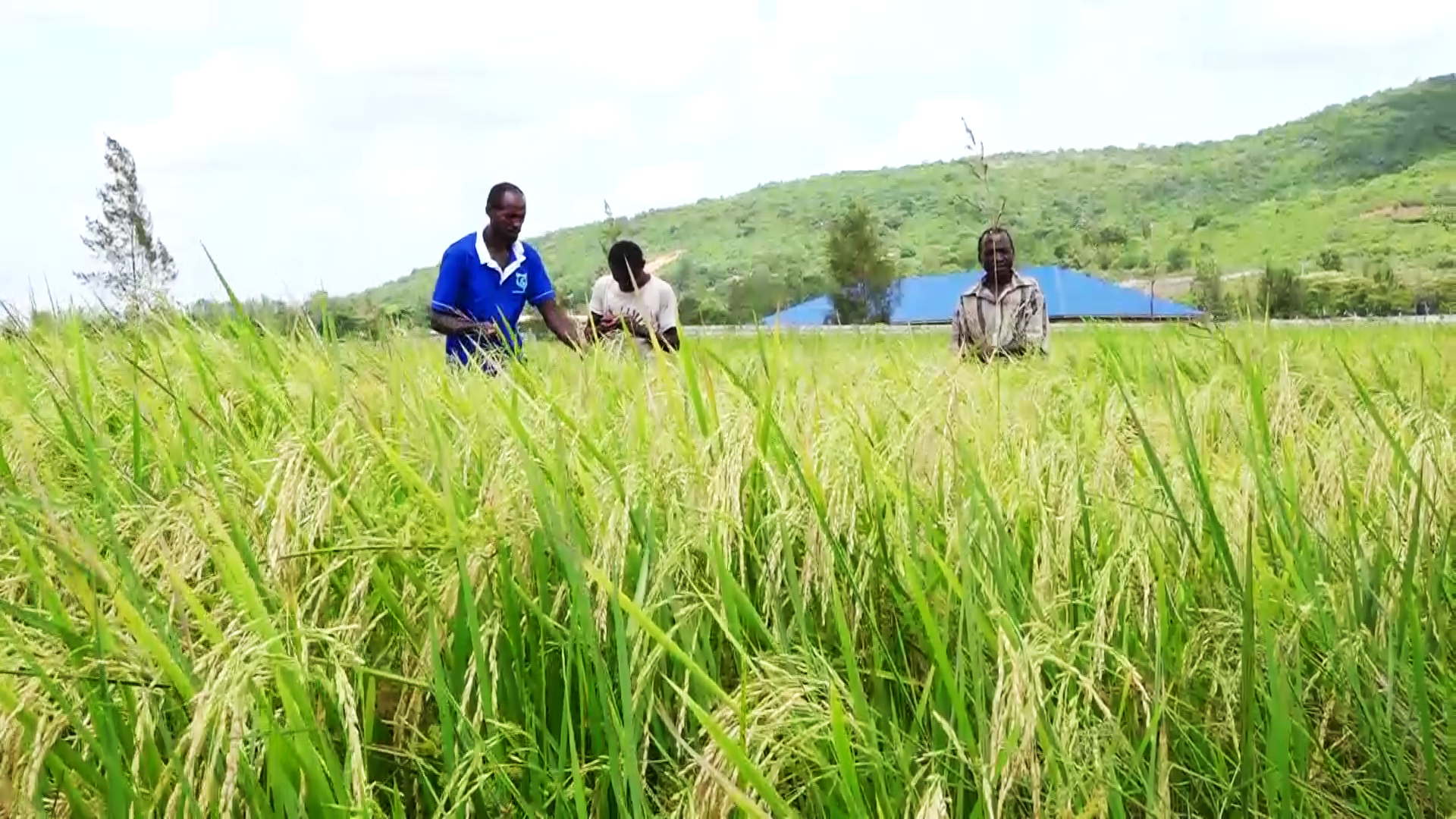 Court restricts duty-free rice imports in a win for farmers