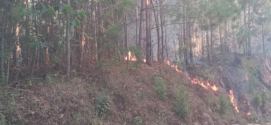 Fire erupts in Irizi forest in Mwatate