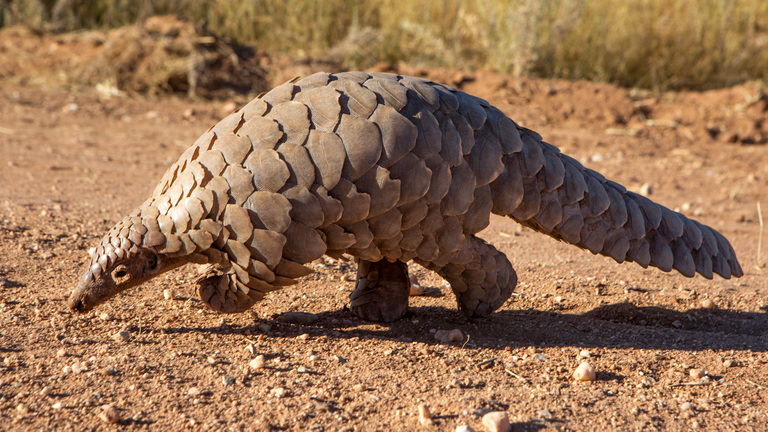 Alarm raised over escalating Pangolin trafficking networks