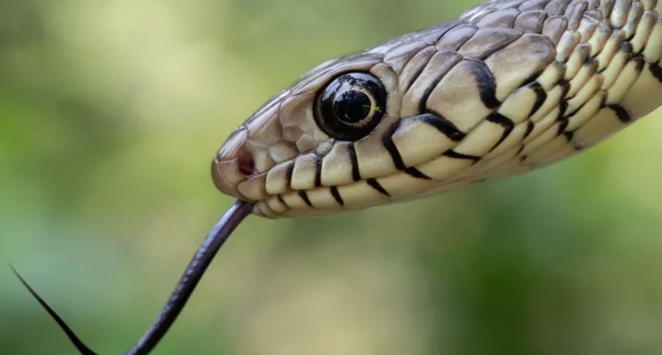 India's snakebite crisis is killing tens of thousands every year
