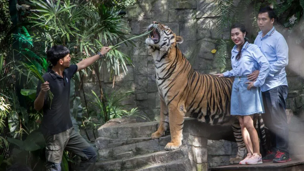 Illness kills 72 tigers in Thai tourist park