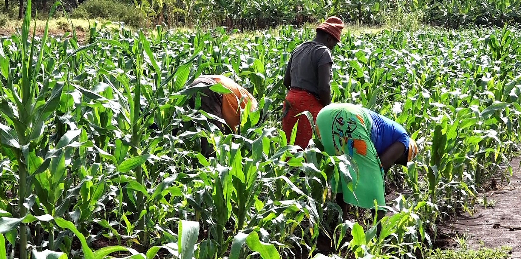Embu farmers warned against early planting during short rains