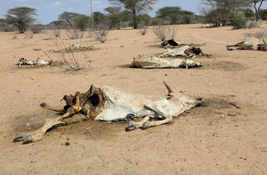 State to spend Sh4bn monthly on drought response - Kindiki