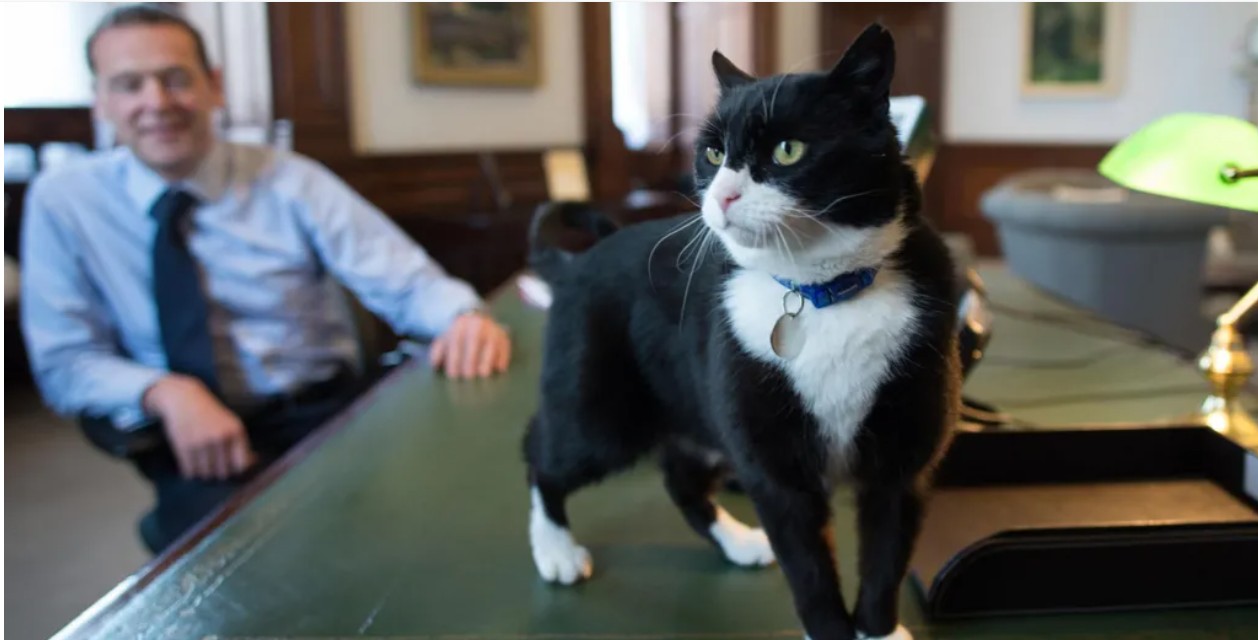 Former Foreign Office cat Palmerston dies in Bermuda