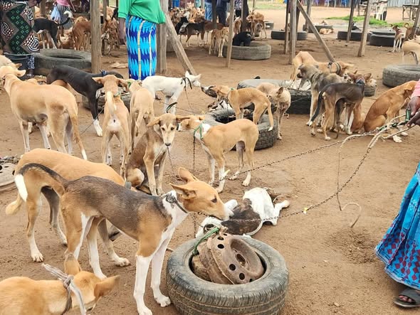Why dog meat is a delicacy in parts of Nigeria