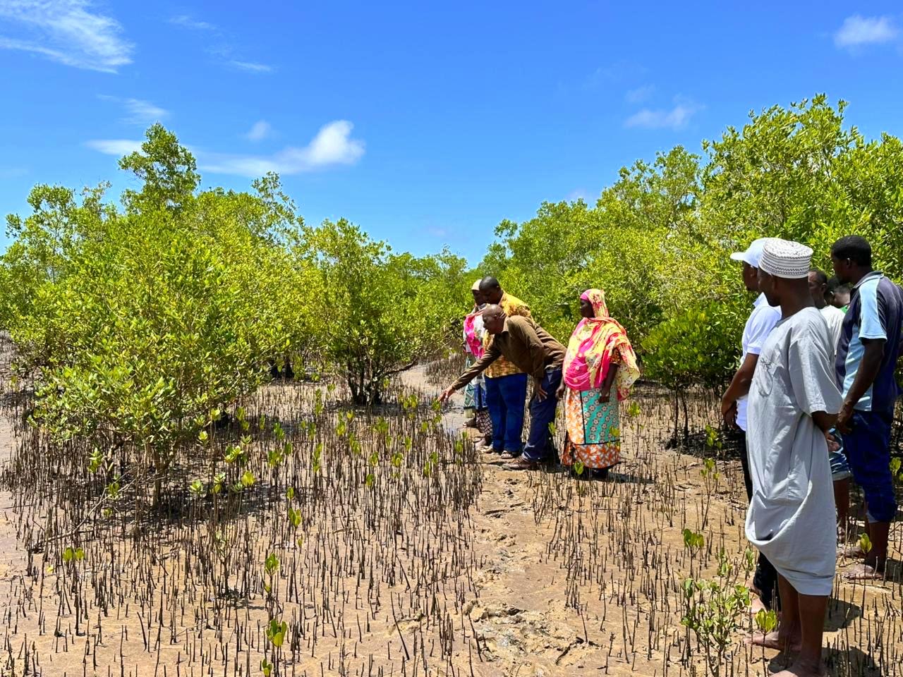 World Wetlands Day: Kwale plants 1.8 million mangroves