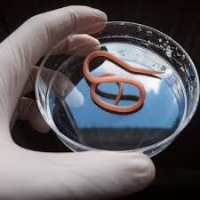 Stop blanket mass drug administration drives, Scientists tell state