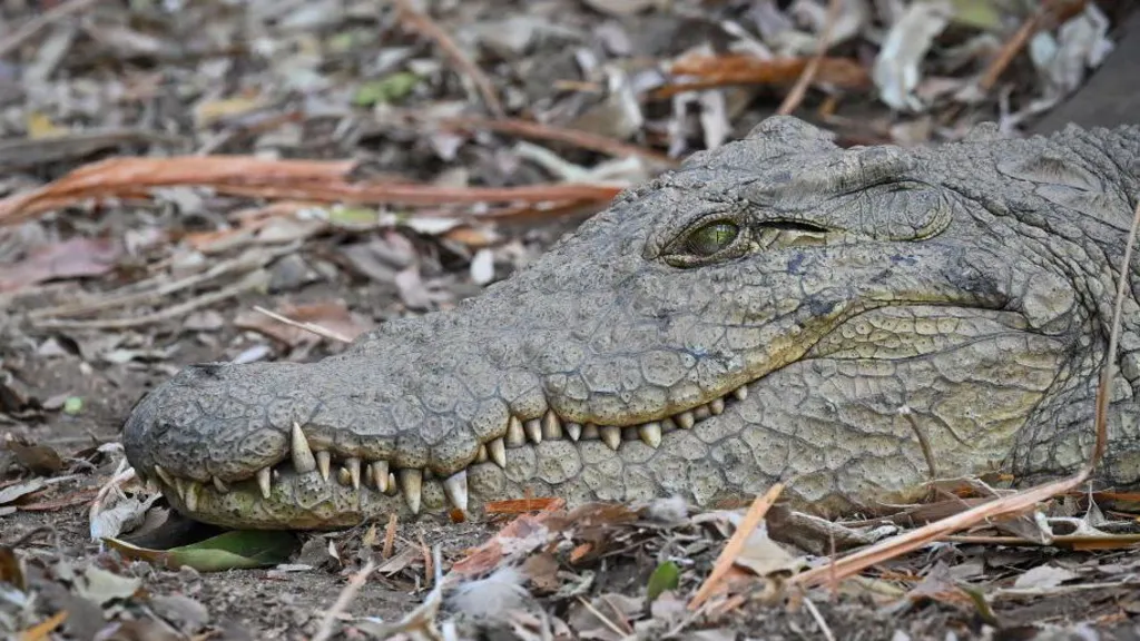 Fisherman fleeing elephants killed by crocodile in Zambia