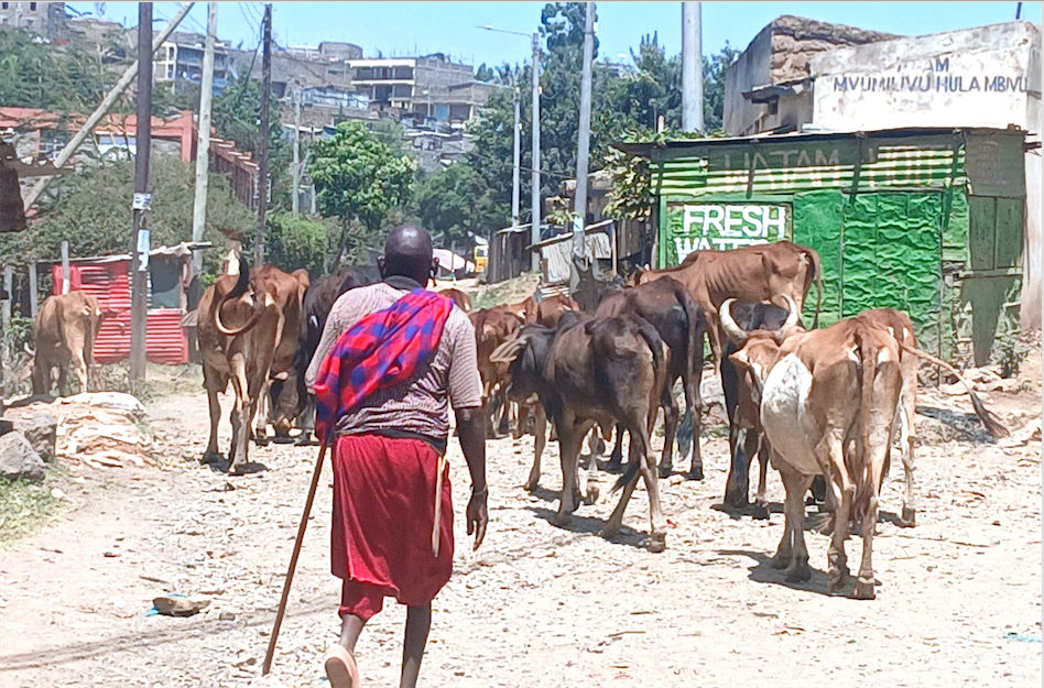 How livestock farmers beat climate change in Asal counties