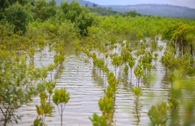 Kenya stands to benefit by investing in ocean climate solutions, shows study