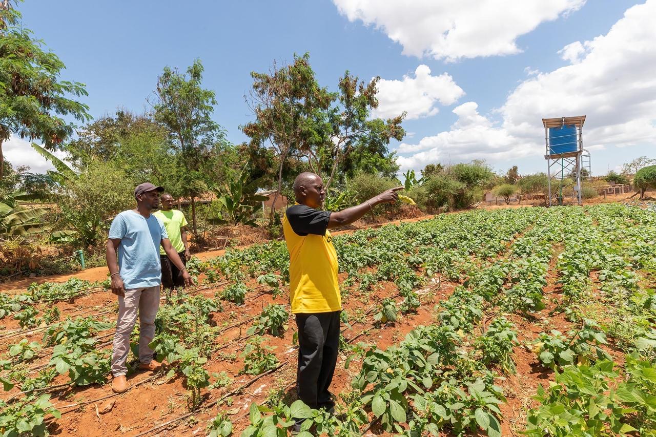 Baboons, monkeys raid farms near Shimba Hills Reserve