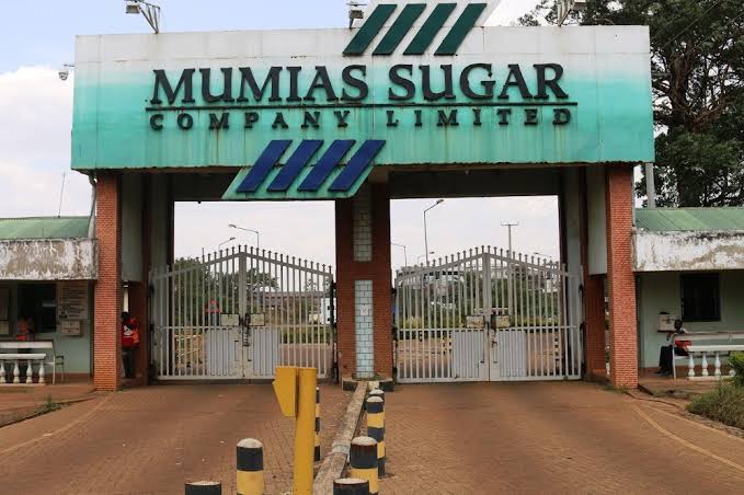 Mumias Sugar breaks silence on harvest delays