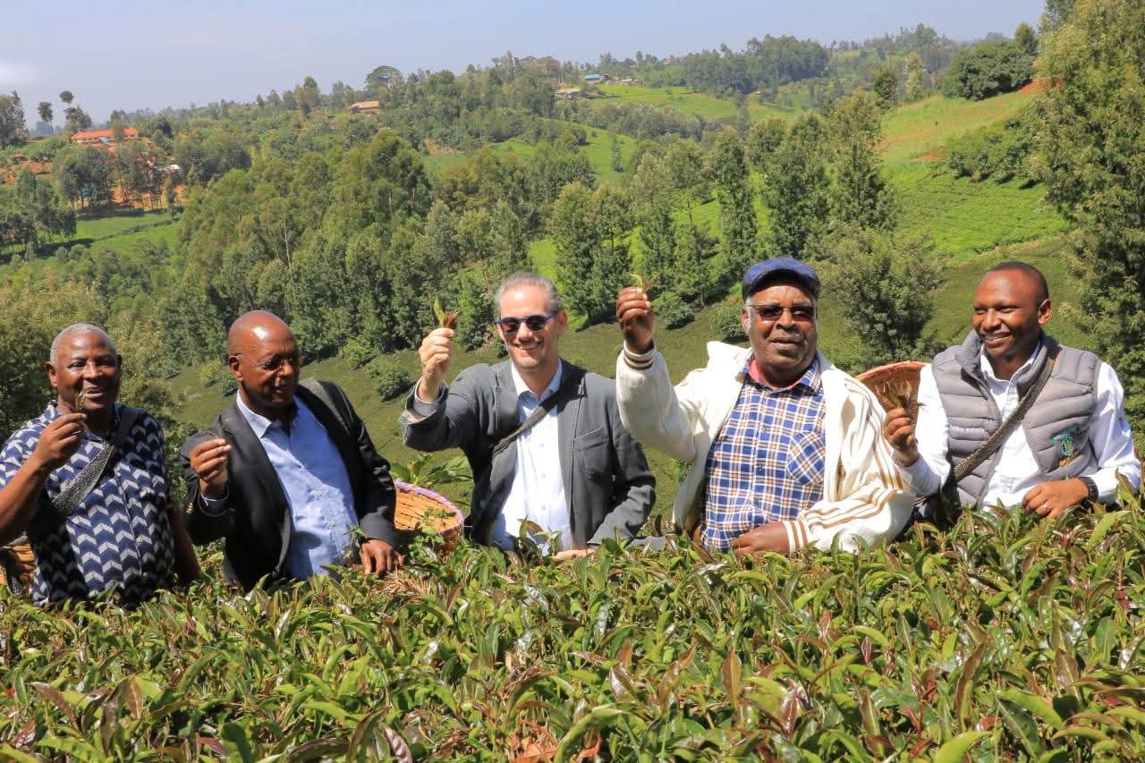 Murang’a tea gains global spotlight