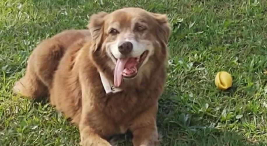 Loyal dog who lived by owner's grave for 10 years inspires new law in Brazil