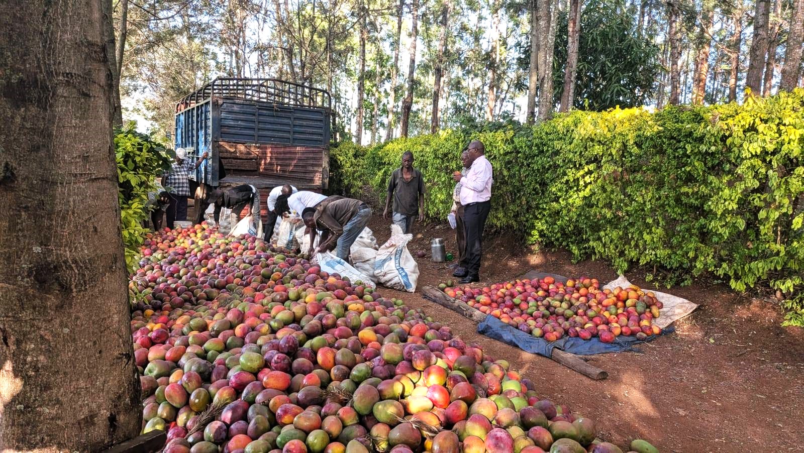 Murang’a county, Food4Education partner to turn mango glut into school meals
